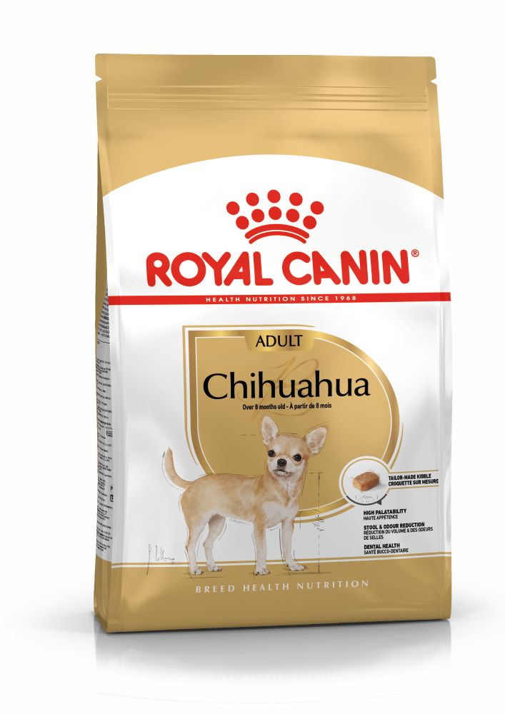 Chihuahua Adulto