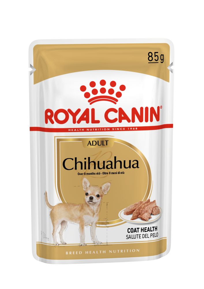 Chihuahua Adulto