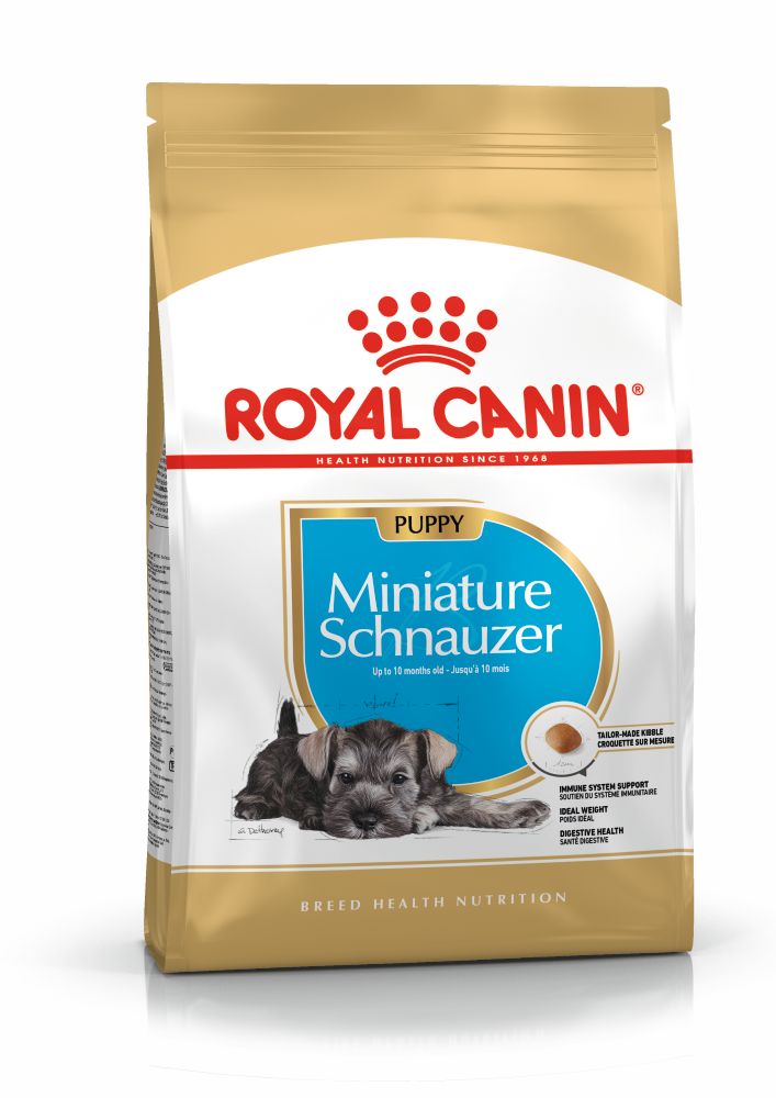 Schnauzer Cachorro