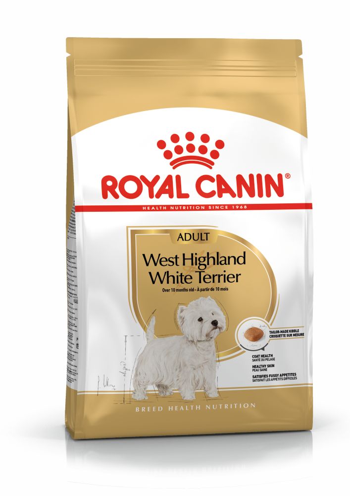 West Highland White Terrier Adulto